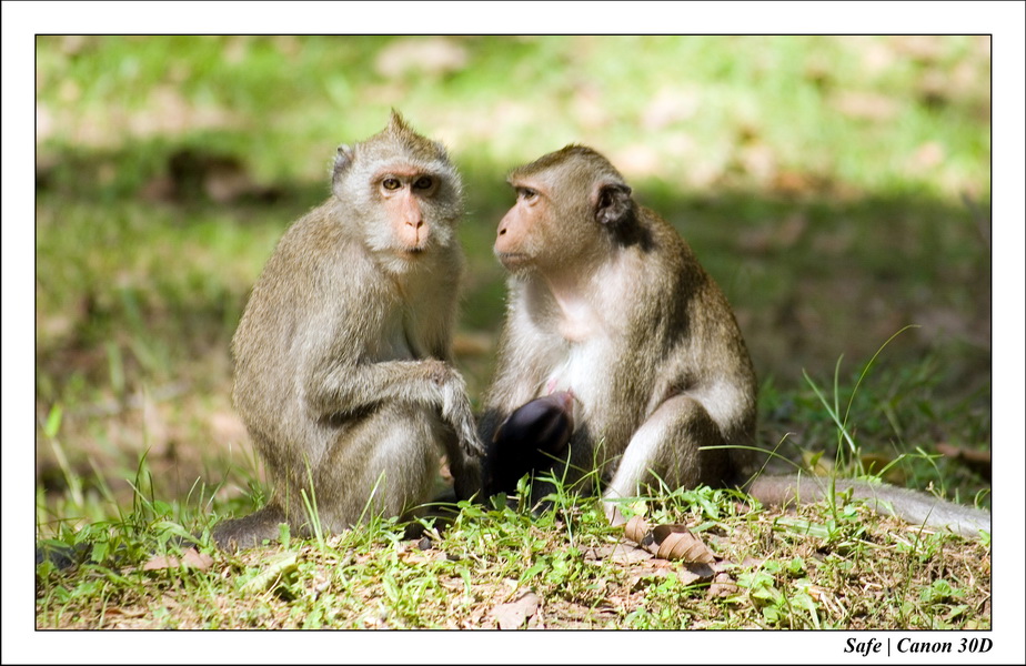 2006 - 07 - Temple angkor - Singes 03